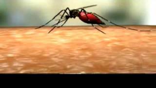 Ciclo de vida Aedes Aegypti [upl. by Wilen]