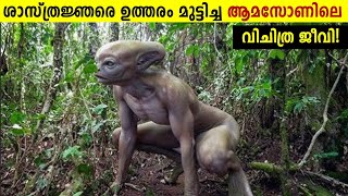 Amazon വനത്തിലെ വിചിത്ര ജീവികൾ😱 Strange Creatures In Amazon Rainforest  Storify [upl. by Ihel]