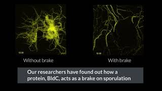 Timelapse microscopy helps reveal brake mechanism in bacterial lifecycle [upl. by Engis]