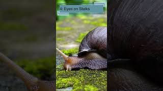 Top 10 Amazing Facts About Snails for Kids Educational Video snails snailshell snailfacts [upl. by Phemia370]