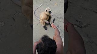 হনুমানের থাবা খেতে খেতে বাচলাম😂bengalishortsvlog bengaliminivlog honuman [upl. by Thorpe]