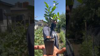 Free Food Growing In Your Yard Yaupon Holly freefood gardening [upl. by Karlyn]