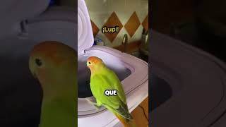 Pajaro se lanza a una Lavadora funcionando [upl. by Lleznol599]