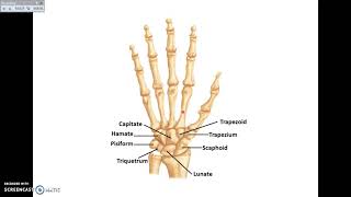 Overview of UL 1  Bones and Joints of Upper Limb  Dr Ahmed Farid [upl. by Dhruv]