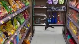 Department Store Raided By Goofy Cats [upl. by Jada]