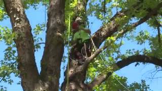 Southern Oregon Regional Tree Climbing Competition [upl. by Arratahs625]