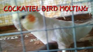 DO YOU KNOW THE COCKATIEL BIRD MOLTING INFORMATION IN HINDI [upl. by Hashum]