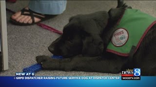 Future service dog trained at GRPD dispatch [upl. by Tymes]