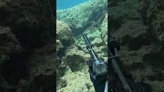 Shooting a red mullet between parrots cyprus freediving spearfishing fishing fish gopro [upl. by Rowan872]