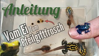 Pfeilgiftfroschzucht Anleitung Vom Ei zum Pfeilgiftfrosch [upl. by Ahsekad]