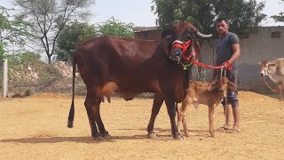 249 First Lactation Gir Cow 15 Litre Milk Capacity with Female Calf For Sale 8209136386 [upl. by Icak]