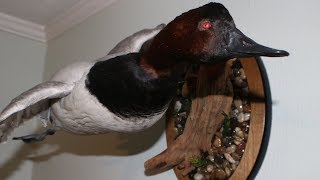 My FIRST Duck Mount  Canvasback [upl. by Halsted947]