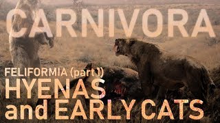 CARNIVORA IV  Feliformia part1  Hyaenas and early cats 🐯 [upl. by Ardnajela]