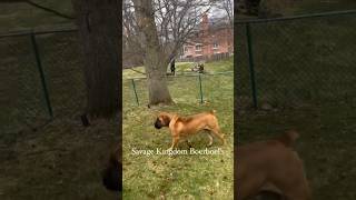 Boerboel Attacked by Vicious German Shepherd boerboel canecorso germanshepherd bigdog pets [upl. by Dustin915]