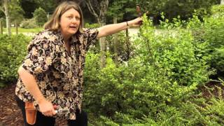 How to Prune Ilex crenata  Instructional Video w Plant Amnesty [upl. by Caruso]