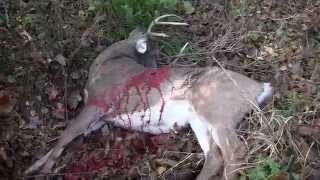 Broadheads  Arrowed TV 4 Animals Taken With an NAP KillZone Maxx by Terry Meiners [upl. by Lindemann]