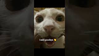 I swallowed shampoo🧴😢😭 Cat Trends PoPCat653 [upl. by Ailina]