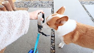 How I Walk My Corgi See What Happens Next [upl. by Gravante]