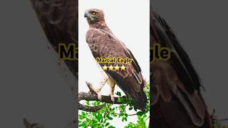 Martial Eagle  4 Star [upl. by Kavanagh]