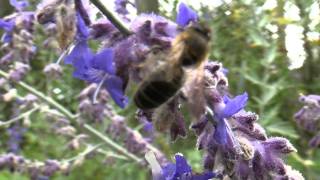 Abeille butinant des fleurs de Perovskia atriplicifolia [upl. by Enehs]