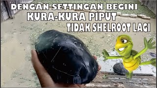 SETTING KOLAM KURA KURA PIPI PUTIHPIPUT SIEBENROCKIELLA CRASSICOLLIS AGAR TIDAK KENA SHELLROOT [upl. by Ervine]