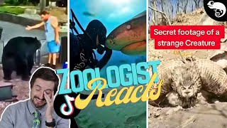 Zoologist Reacts To Viral Animal TikTok [upl. by Ixel702]