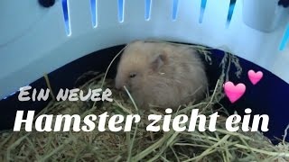 Ein Hamster zieht ein😍  HappyPets [upl. by Enaht]