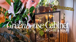 update on my ikea greenhouse cabinet plants 🪴 a houseplant tour in amp around my rudsta wide [upl. by Annaillil]