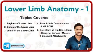 Lower Limb Anatomy  Osteology of the Hip Bone 🦴🦵 [upl. by Atiraj]