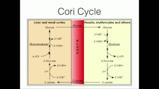 GlucoseAlanine Cycle Pyruvate Recycling [upl. by Trabue784]