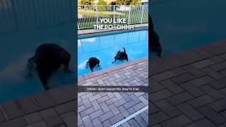 These dogs dont know what water is 😂 [upl. by Friedlander]