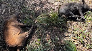 North Brevard Wildlife Solutions trapping wild hogs [upl. by Luca]