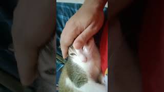 আমার লিও সোনা😊 cat catlover cats shorts short shortvideo trending viralvideo coxsbazar bd [upl. by Godbeare]