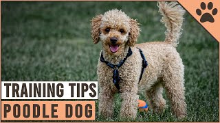 How To Train A Poodle  Dog World [upl. by Ahsikit]