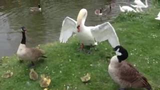 Goose vs Swan [upl. by Toney]