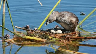 First four grebettes part 3 Piedbilled grebe nesting [upl. by Allicserp592]