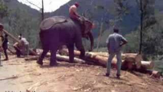 Amazing Ecologging Elephants in Munnar Kerala India [upl. by Adnaerb]