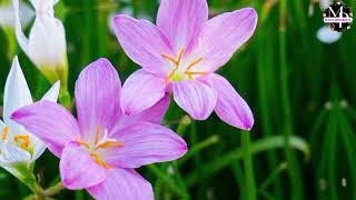 Beautiful Rare PinkViolet Lilies [upl. by Annuahs519]