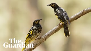 How Australias regent honeyeaters are learning the wrong songs [upl. by Kirtap]