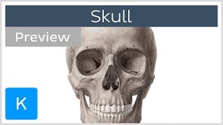 Skull anterior and lateral views preview  Human Anatomy  Kenhub [upl. by Naharba]