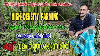 18kg ഏലയ്ക്ക വരെ ഒരു ദിവസ൦ ഒരാൾ പറിച്ചെടുക്കു൦ ഈ കൂട്ട് വളപ്രയോഗ രീതിയിലൂടെ  Njaanoru Malayali [upl. by Salba]