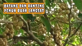 buah Langsat banyak bergelantungan [upl. by Airotel]