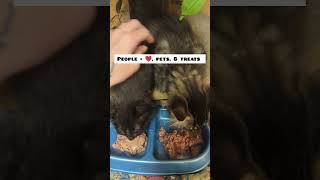 How to socialize feral kittens fosteringsaveslives adopt kitten fosterlove animalrescue [upl. by Neeruan42]