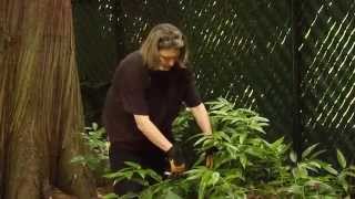 How to Prune a Drooping Leucothoe Shrub  Video Tutorials with Plant Amnesty [upl. by Nahtan]