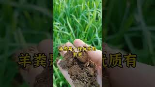 韭菜喜欢的三种肥。韭菜种植方法 韭菜种植 种韭菜 怎么种植韭菜 韭菜 [upl. by Dnaltruoc]