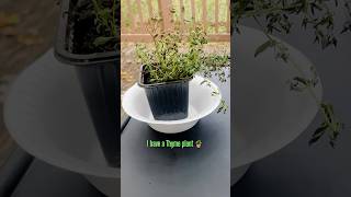 My New Thyme Plant 🪴 ThymePlantplantmom [upl. by Widera]