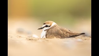 Kentish plover at the nest [upl. by Anire]