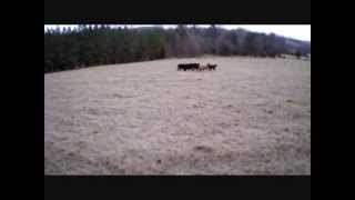 Cow drone herding [upl. by Aggappe]