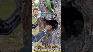 Baby bird nest attack ytshorts birds youtubeshorts birdnestandbaby birdnest attack beautiful [upl. by Kyte]