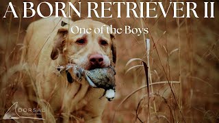 Quail Hunting in Alabama  An Alabama Family Dog Gets His First Bird  A Born Retriever Part 2 [upl. by Thenna223]